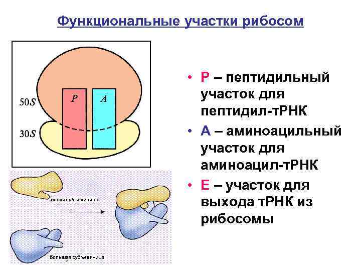 Функциональные участки рибосом • Р – пептидильный участок для пептидил-т. РНК • А –