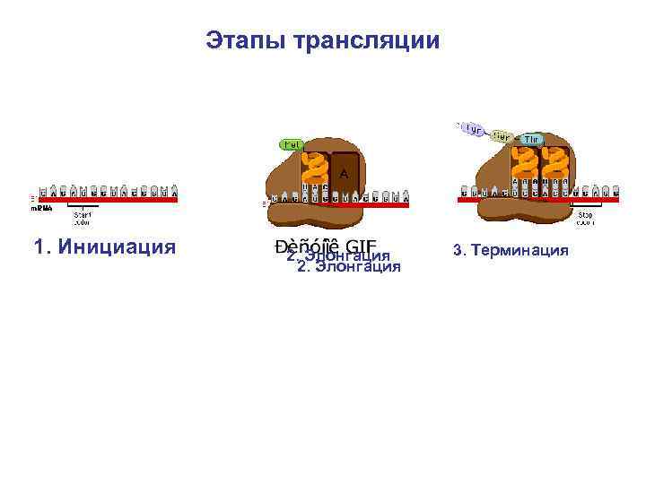 Этапы трансляции 1. Инициация 2. Элонгация 3. Терминация 