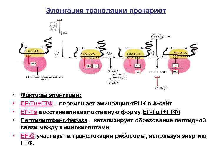 Элонгация трансляции прокариот • • Факторы элонгации: EF-Tu+ГТФ – перемещает аминоацил-т. РНК в А-сайт