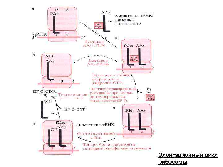 Элонгационный цикл рибосомы 