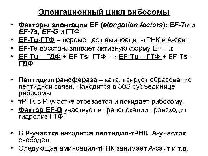 Элонгационный цикл рибосомы • Факторы элонгации EF (elongation factors): EF-Tu и EF-Ts, EF-G и