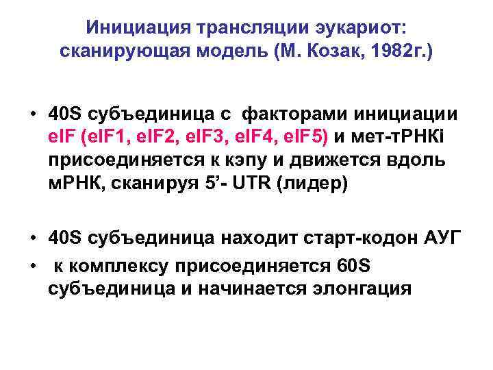 Инициация трансляции эукариот: сканирующая модель (М. Козак, 1982 г. ) • 40 S субъединица