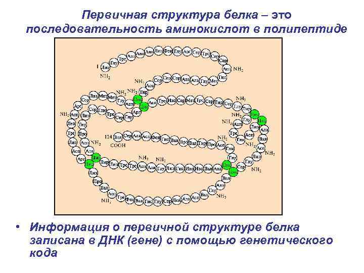 Первичная структура белка – это последовательность аминокислот в полипептиде • Информация о первичной структуре