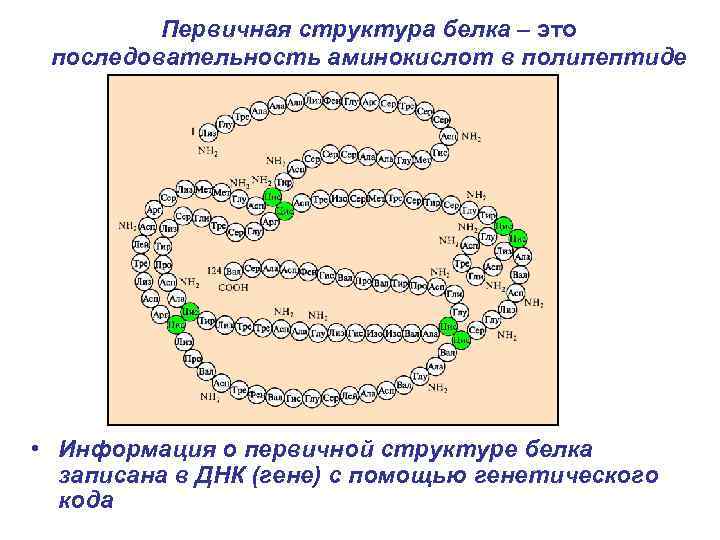 Первичная структура белка представляет собой