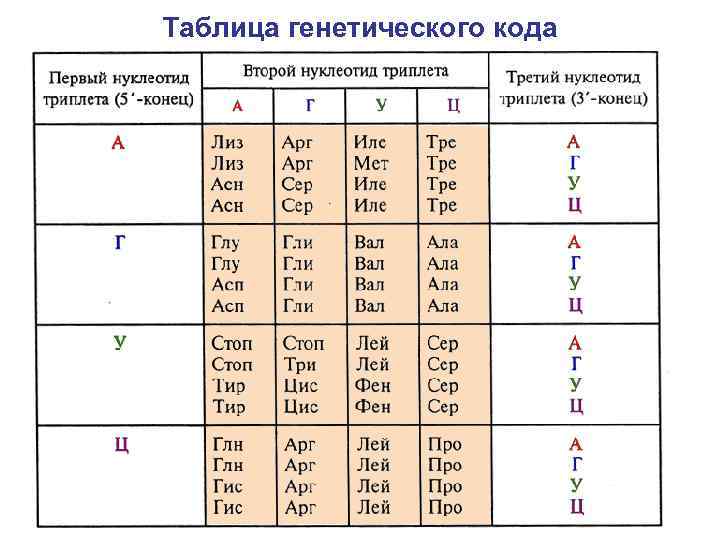 Таблица генетического кода 