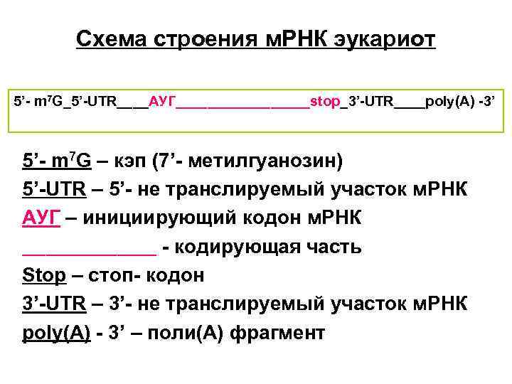 Схема строения м. РНК эукариот 5’- m 7 G_5’-UTR____АУГ_________stop_3’-UTR____poly(А) -3’ 5’- m 7 G