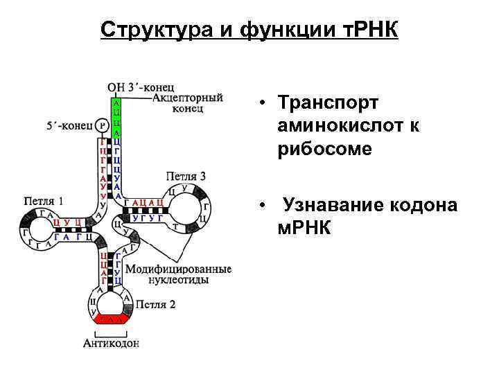 Структура и функции т. РНК • Транспорт аминокислот к рибосоме • Узнавание кодона м.