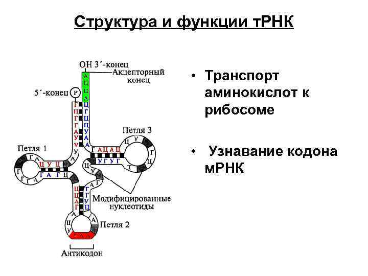 Транспортная рнк это аминокислота