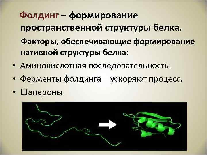 Фолдинг – формирование пространственной структуры белка. Факторы, обеспечивающие формирование нативной структуры белка: • Аминокислотная