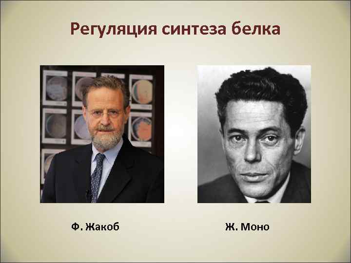 Регуляция синтеза белка Ф. Жакоб Ж. Моно 