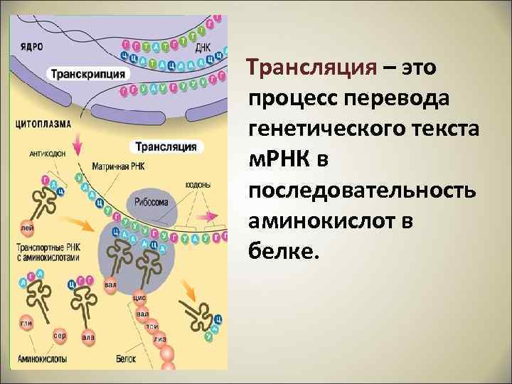 Трансляция – это процесс перевода генетического текста м. РНК в последовательность аминокислот в белке.