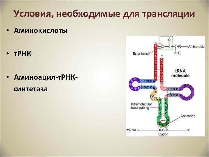 Условия, необходимые для трансляции • Аминокислоты • т. РНК • Аминоацил-т. РНКсинтетаза 