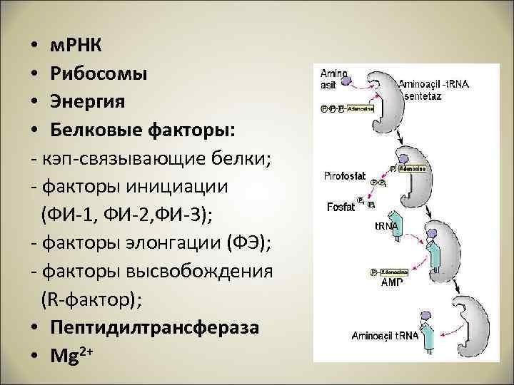  • м. РНК • Рибосомы • Энергия • Белковые факторы: - кэп-связывающие белки;