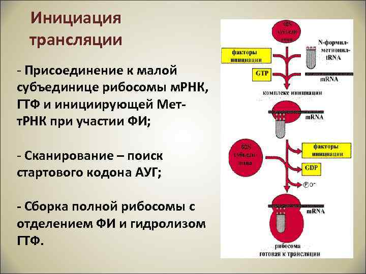 Биосинтез белков в рибосоме