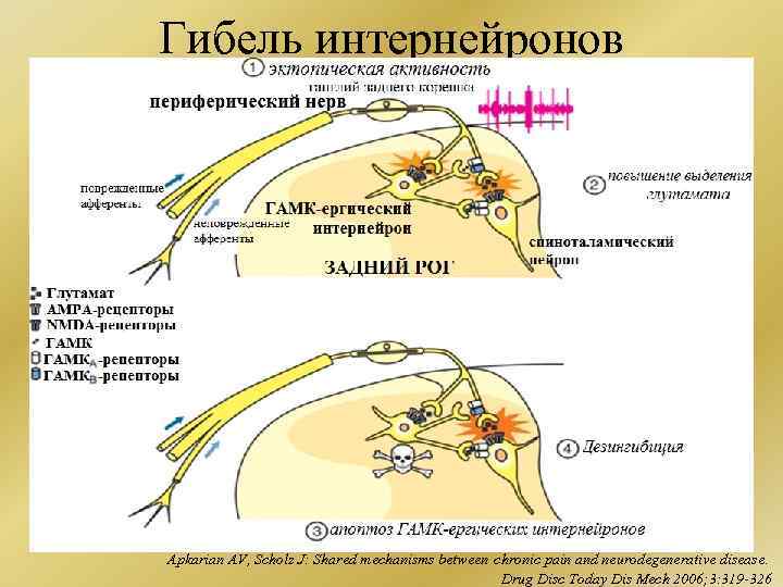 Интернейроны