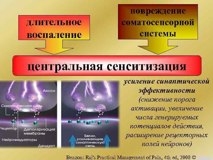 длительное воспаление повреждение соматосенсорной системы центральная сенситизация усиление синаптической эффективности (снижение порога активации, увеличение