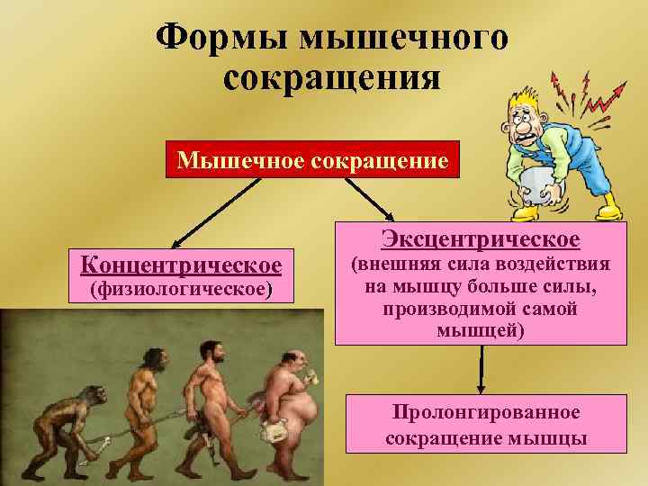 Формы мышечного сокращения Мышечное сокращение Концентрическое (физиологическое) Эксцентрическое (внешняя сила воздействия на мышцу больше