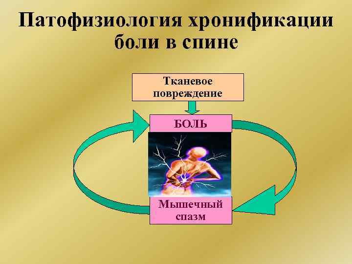 Патофизиология хронификации боли в спине Тканевое повреждение БОЛЬ Мышечный спазм 