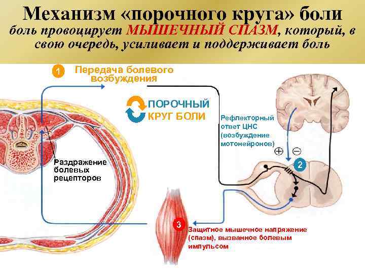 Механизм «порочного круга» боли боль провоцирует МЫШЕЧНЫЙ СПАЗМ, который, в свою очередь, усиливает и