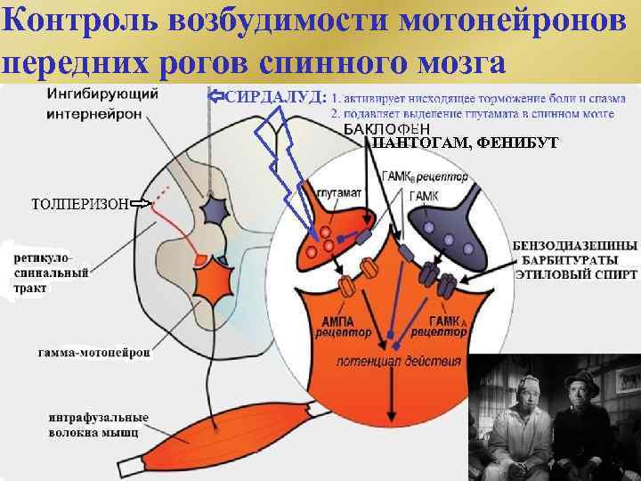 Контроль возбудимости мотонейронов передних рогов спинного мозга ПАНТОГАМ, ФЕНИБУТ 
