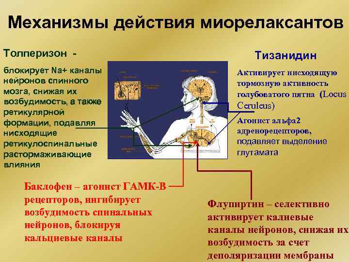 Механизмы действия миорелаксантов Толперизон блокирует Na+ каналы нейронов спинного мозга, снижая их возбудимость, а
