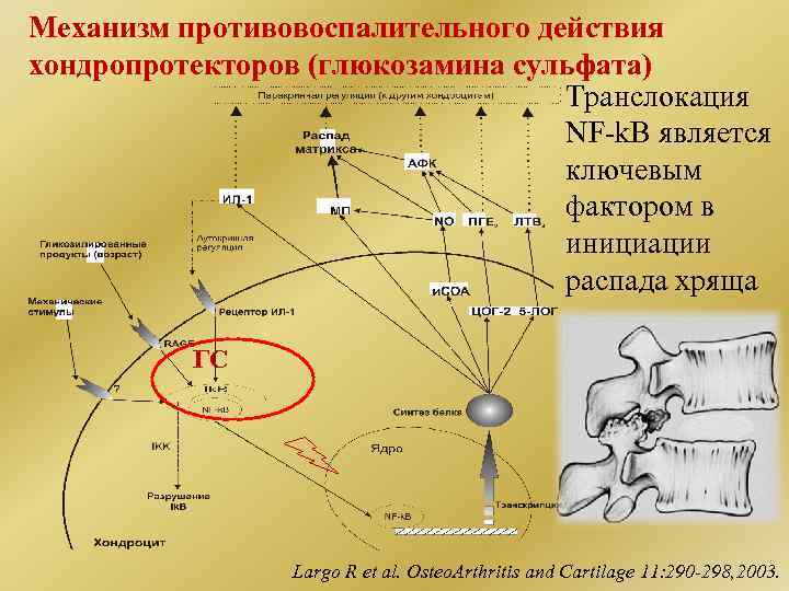 Хондропротекторы действие