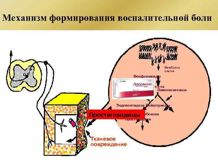 Механизм формирования воспалительной боли Мембрана клетки Фосфолипиды Арахидоновая к-та Липооксигеназа Циклооксигеназа BK 5 -НТ