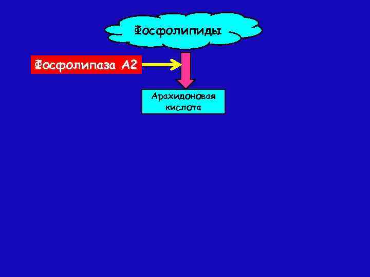 Фосфолипиды Фосфолипаза А 2 Арахидоновая кислота 