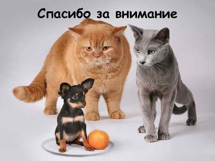 Спасибо за внимание 