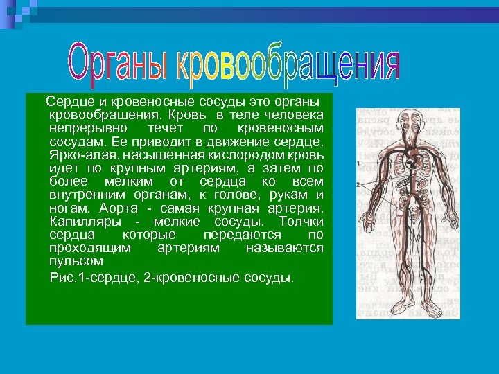 Сердце и кровеносные сосуды это органы. Сердце икровиносные сосуду. Сердце и кровеносные сосуды это огранв. Сердце кровеносный это орган.