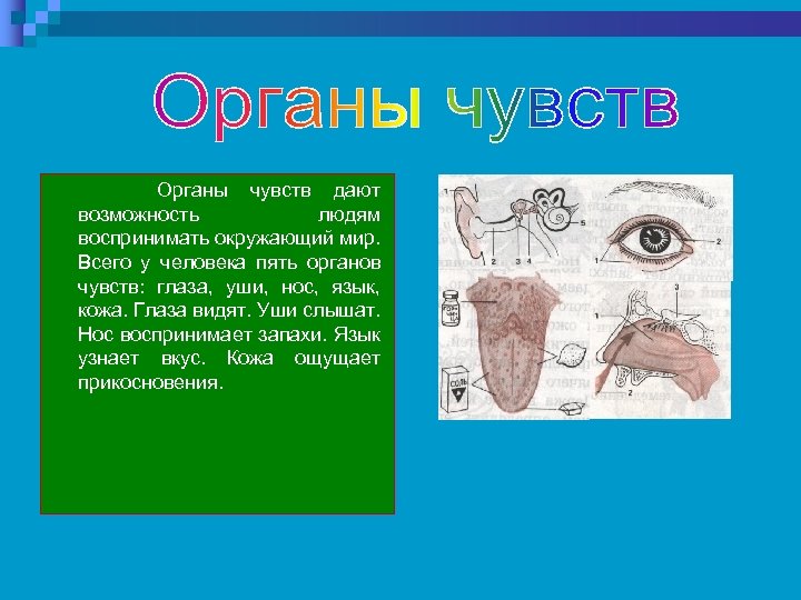 Презентация по органам чувств