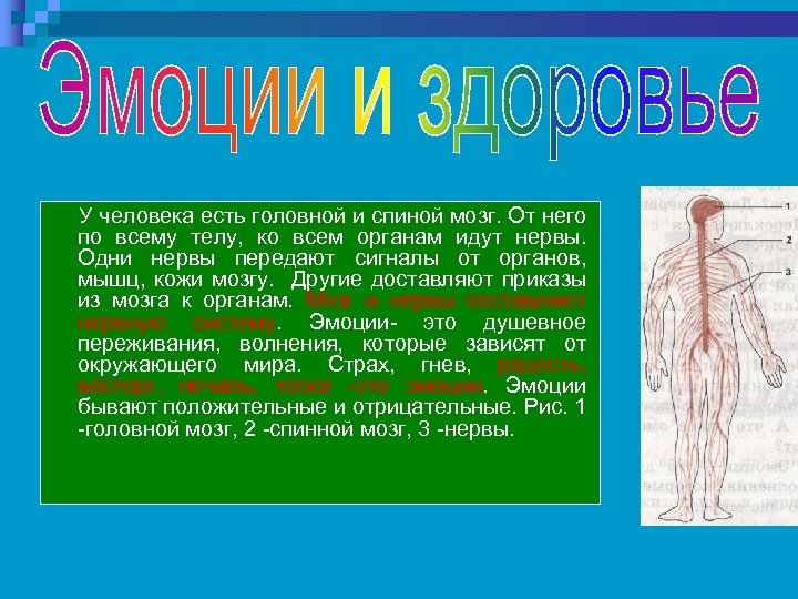 Презентация на тему спинной мозг. Кроссворд головной мозг. Спинной мозг вывод. Спинной мозг кратко.