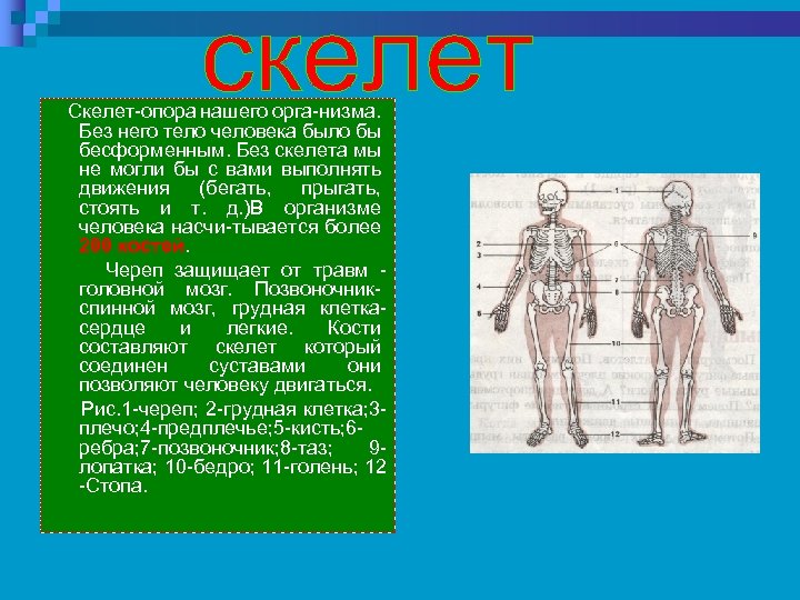 Скелет-опора нашего орга-низма. Без него тело человека было бы бесформенным. Без скелета мы не