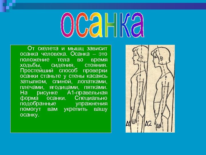 Осанка скелет и мышцы человека презентация 1 класс