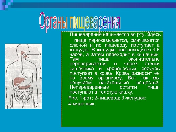 Проект пищеварительная система 3 класс