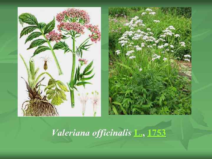 Valeriana officinalis L. , 1753 