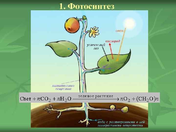 1. Фотосинтез 