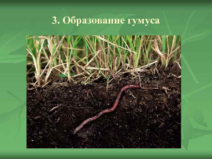 3. Образование гумуса 