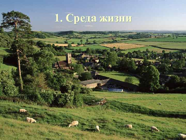 1. Среда жизни 