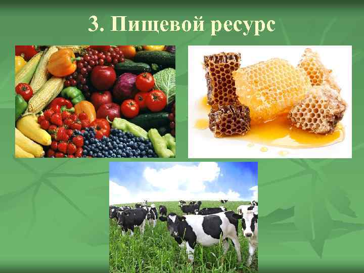 3. Пищевой ресурс 
