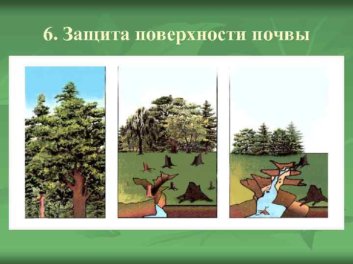 6. Защита поверхности почвы 