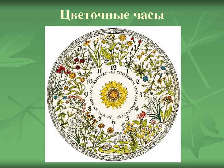 Цветочные часы 