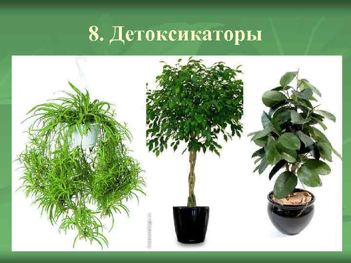 8. Детоксикаторы 