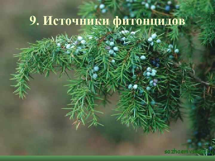 9. Источники фитонцидов 
