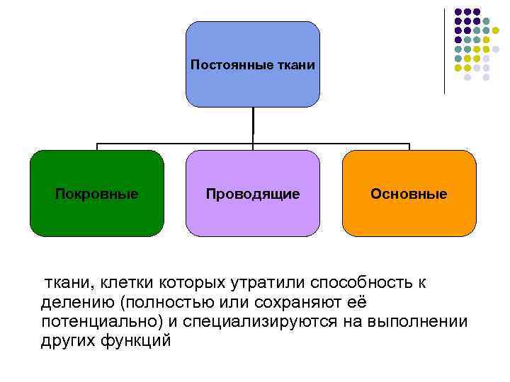 Постоянные ткани Покровные Проводящие Основные ткани, клетки которых утратили способность к делению (полностью или