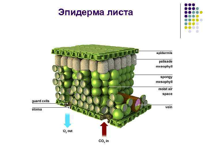Эпидерма листа 
