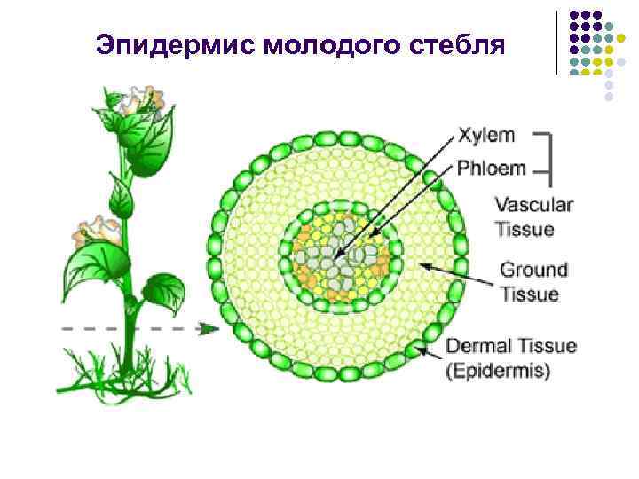 Эпидермис молодого стебля 