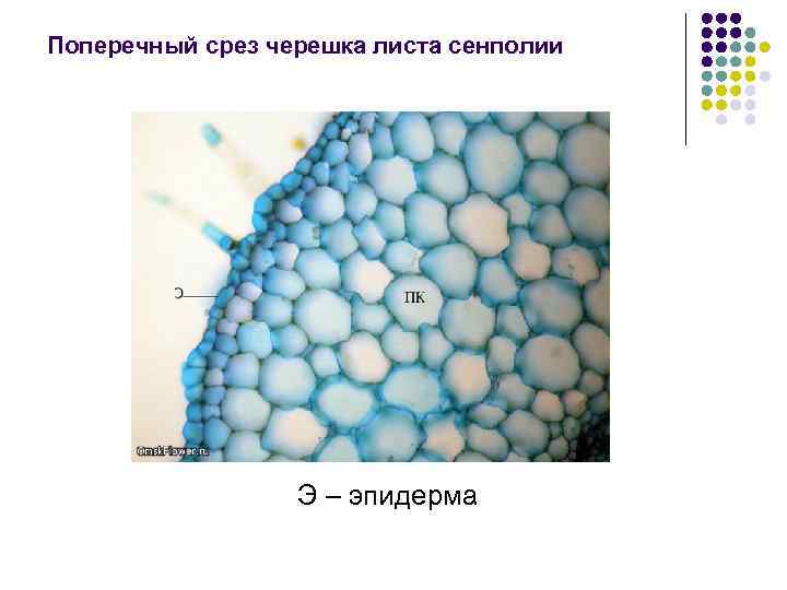 Поперечный срез черешка листа сенполии Э – эпидерма 