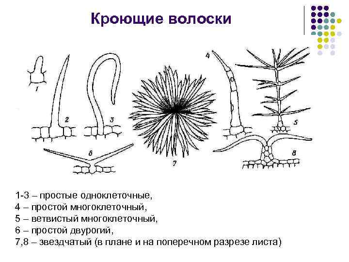 Кроющие волоски 1 -3 – простые одноклеточные, 4 – простой многоклеточный, 5 – ветвистый