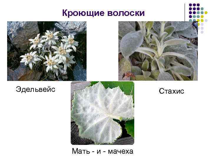 Кроющие волоски Эдельвейс Стахис Мать - и - мачеха 